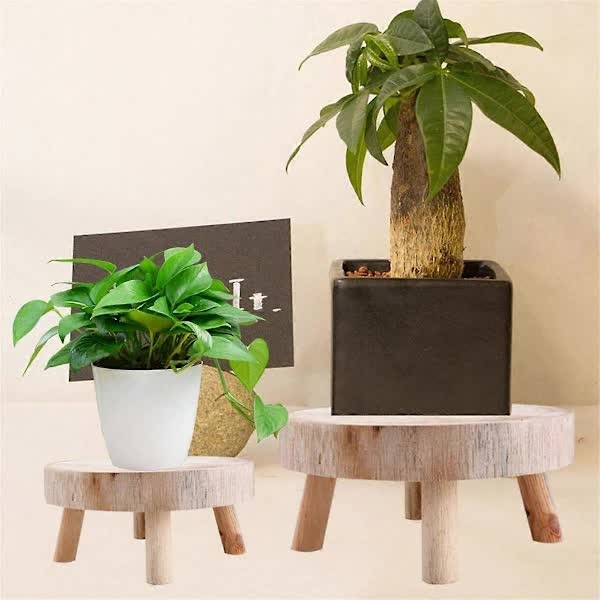 Wooden Plant Stand – Indoor Outdoor Bonsai Display, Paulownia Wood